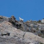 Mountain Goats