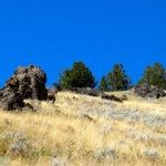 Gallatin Petrified Forest