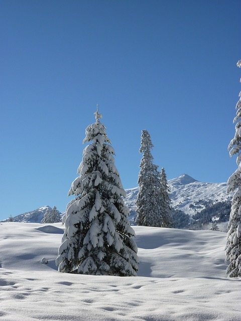 Avalanche Carries Snowboarder Into Tree Well In Whistler Backcountry Snowy Trees Tree well - pixabay