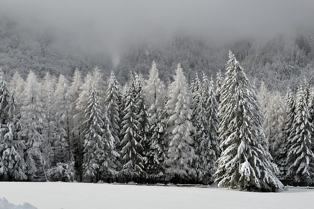 Backcountry Skier Missing Near Snoqualmie Pass In Washington Snowy Trees in Winter - Pixabay