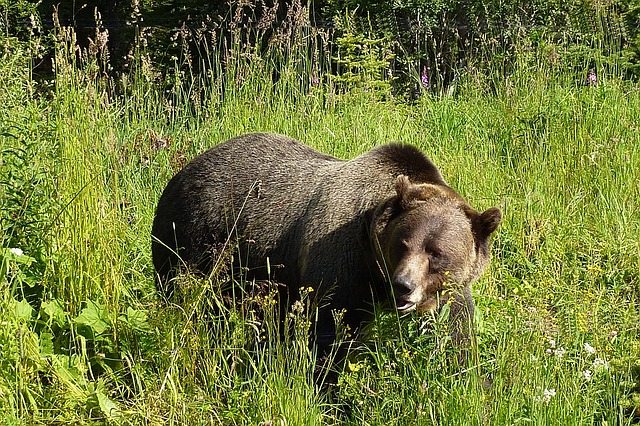 Brown Bear Kills Hiker, Injures Rescuer Near Eagle River, Alaska Grizzly Bear | Pixabay Image
