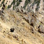 grizzly bear http://mountainjourney.com