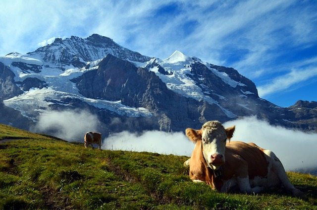 This Week’s Backcountry News – September 5-11, 2016 Switzerland cow | Pixabay Image