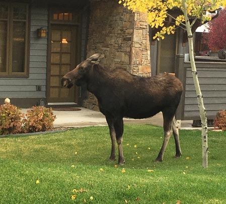 Moose Triggers Avalanche On Hatcher Pass, Alaska Moose | File Library Image