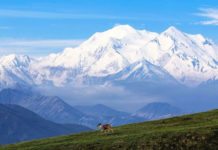 Obama Renames Alaska’s Mount McKinley To Denali Caribou In Front Of Denali | Pixabay Image