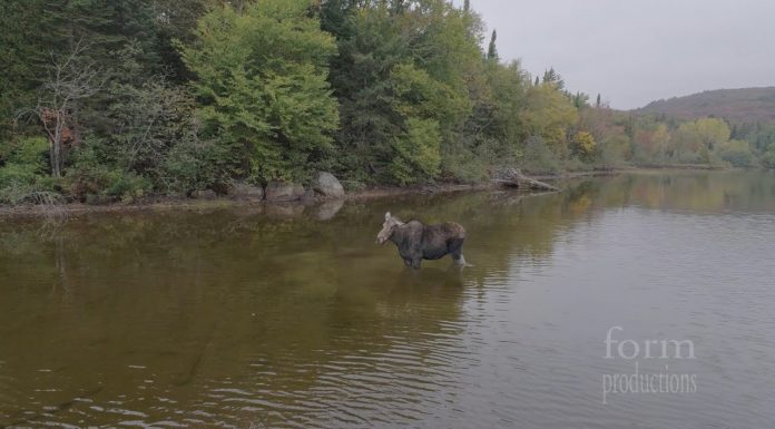 Form Productions Presents Drone Footage of A Moose Vs. Wolf