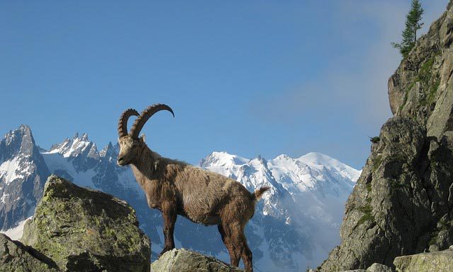 This Week’s Mountain News – December 4-10, 2017 Ibex In Chamonix, France | Pixabay Image