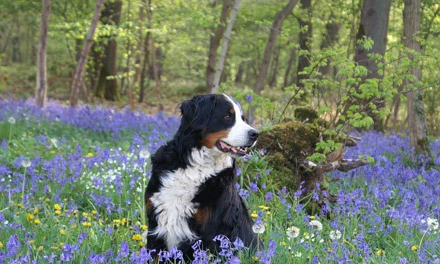 12 Best Dog Breeds For Hiking Bernese Mountain Dog | Pixabay Image