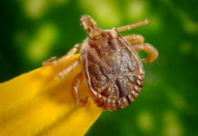 8 Smart Ways To Avoid Ticks While Hiking Tick | Pixabay Image