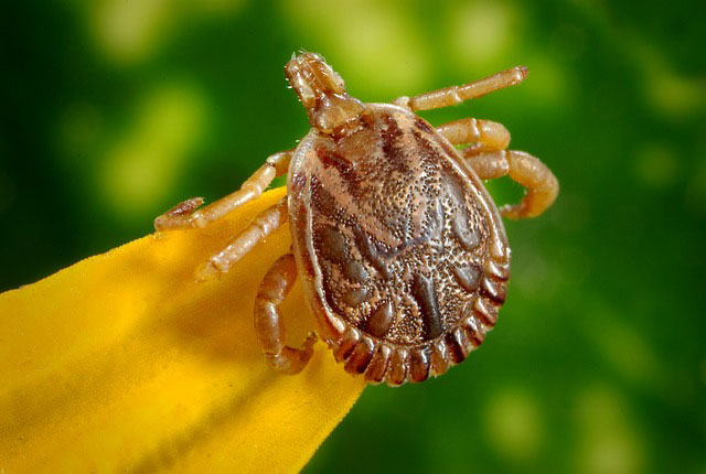 8 Smart Ways To Avoid Ticks While Hiking Tick | Pixabay Image