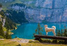 13 Items To Add To Your Dog Hiking Gear List dog hiking gear list