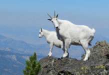 16 Of The Coolest Mountain Animals Mountain Goat | Pixabay Image