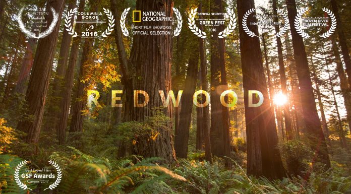 More Than Just Parks Presents Redwoods 4K