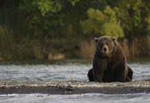 This Week’s Mountain News – September 3-9, 2018 Grizzly Bear at Brooks River In Katmai National Park and Preserve, Alaska| Pixabay Image