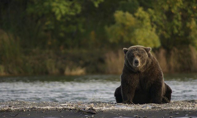 This Week’s Mountain News – September 3-9, 2018 Grizzly Bear at Brooks River In Katmai National Park and Preserve, Alaska| Pixabay Image