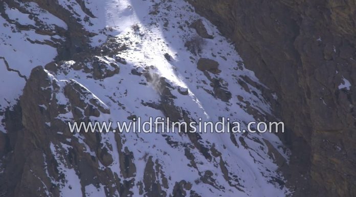 WildFilmsIndia Presents Snow Leopard Takes Prey Over 400 Foot Cliff