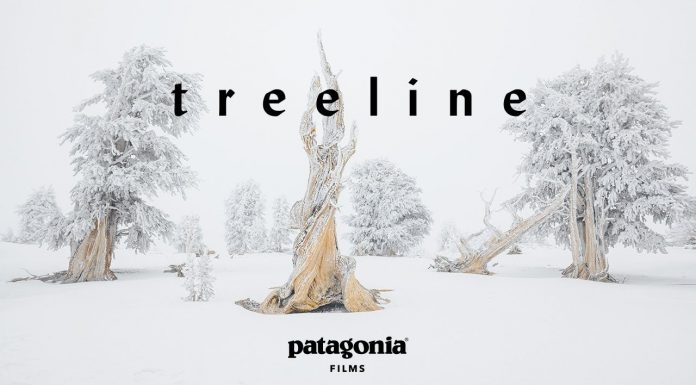 Patagonia Presents Treeline – Trailer